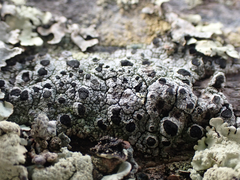 Pseudothelomma occidentale