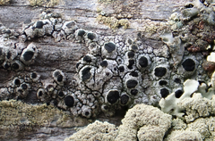 Pseudothelomma occidentale