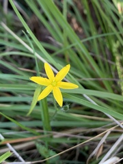 Hypoxis hygrometrica