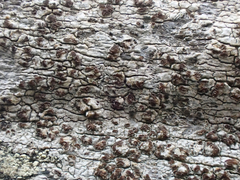 Lecanora caesiorubella