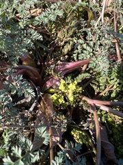 Lomatium salmoniflorum