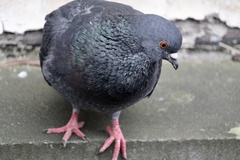 Columba livia domestica
