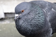 Columba livia domestica