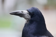 Corvus frugilegus