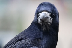 Corvus frugilegus