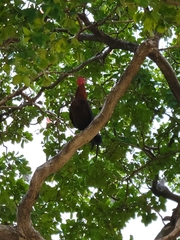 Gallus gallus domesticus