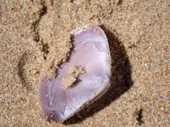 Austromactra contraria