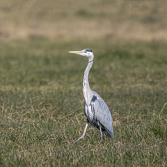 Ardea cinerea