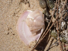 Austromactra rufescens