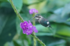 Chaetocercus heliodor