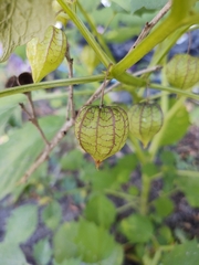 Physalis angulata