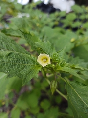 Physalis angulata