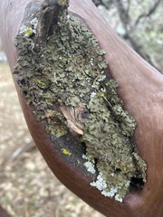 Melanohalea subolivacea