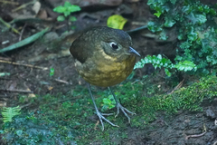 Grallaria haplonota