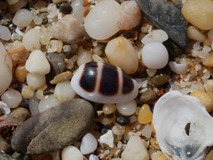 Palmadusta asellus