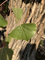 Populus deltoides