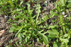 Pyrrhopappus pauciflorus
