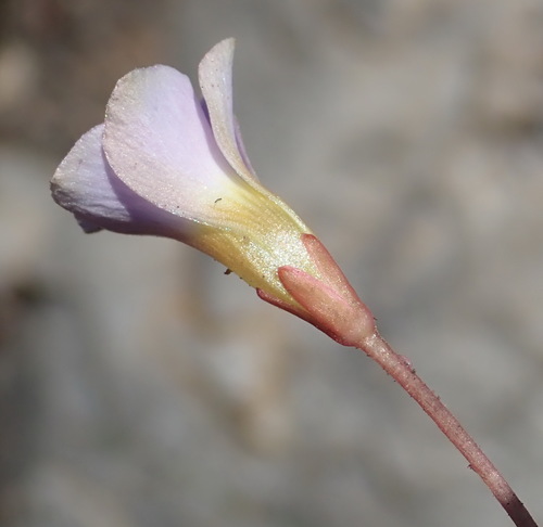 Image of Oxalis fergusoniae by (c) Nicola van Berkel, some rights reserved (CC BY-SA)