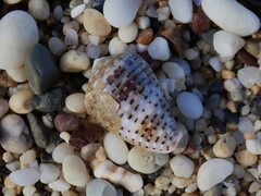 Conus coronatus