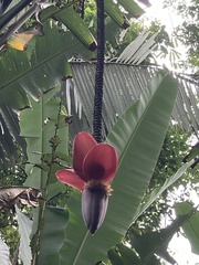 Musa balbisiana