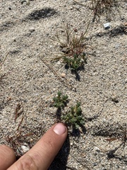 Eremocarya micrantha