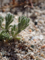 Eremocarya micrantha