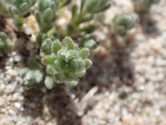 Eremocarya micrantha