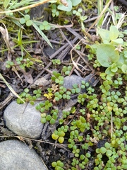Hydrocotyle hydrophila