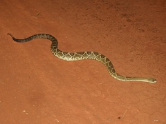 Crotalus durissus