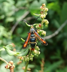 Pyropteron chrysidiforme