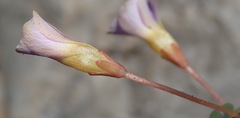 Oxalis fergusonae