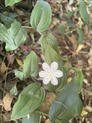 Tripladenia cunninghamii