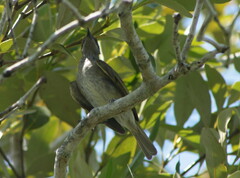 Gavicalis fasciogularis