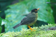 Catharus maculatus