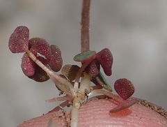 Oxalis fergusonae