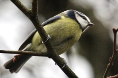 Cyanistes caeruleus