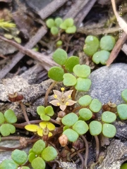 Hydrocotyle hydrophila