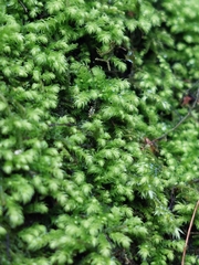 Claopodium crispifolium