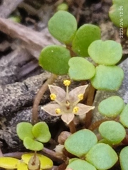 Hydrocotyle hydrophila