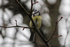 Cyanistes caeruleus