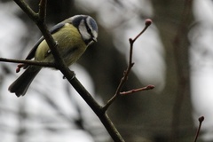 Cyanistes caeruleus
