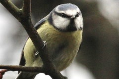 Cyanistes caeruleus