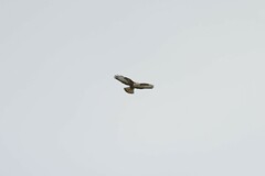 Buteo buteo rothschildi