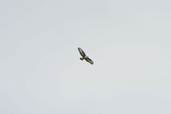 Buteo buteo rothschildi