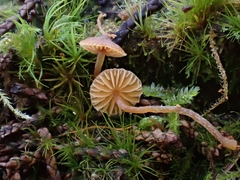 Galerina triscopa