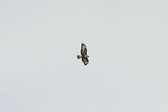 Buteo buteo rothschildi