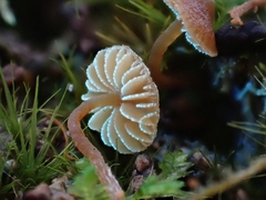 Galerina triscopa