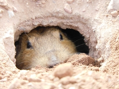 Cratogeomys castanops