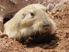 Cratogeomys castanops