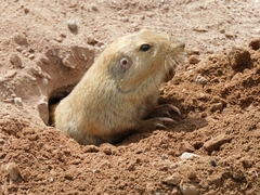 Cratogeomys castanops